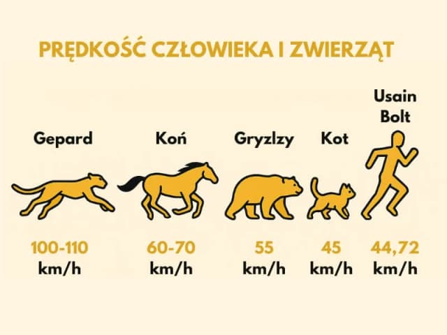 Z jaką prędkością biega przeciętny człowiek? Odkryj zaskakujące fakty Z jaką prędkością biega przeciętny człowiek? Odkryj zaskakujące fakty